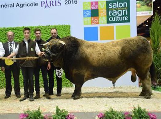 Everest (Andalou X Bourgeoise) est le champion mâle Aubrac du Sia 2016.