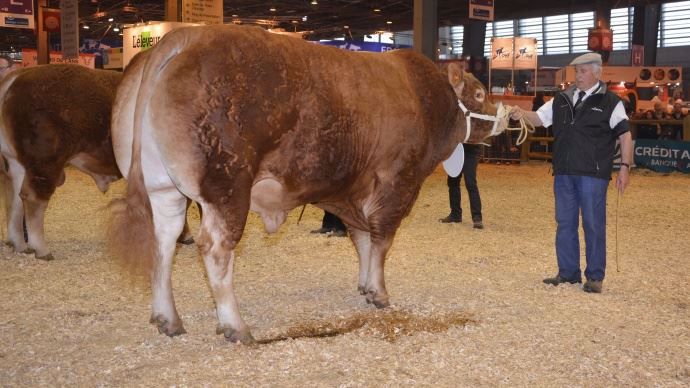 Henri (Compil x Autruche) au Gaec Gilles et Franck Dumond
