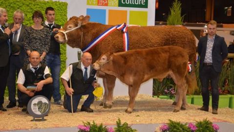Garniture (Accent MN x Darling) au Gaec Camus (87). (©Terre-net Média)