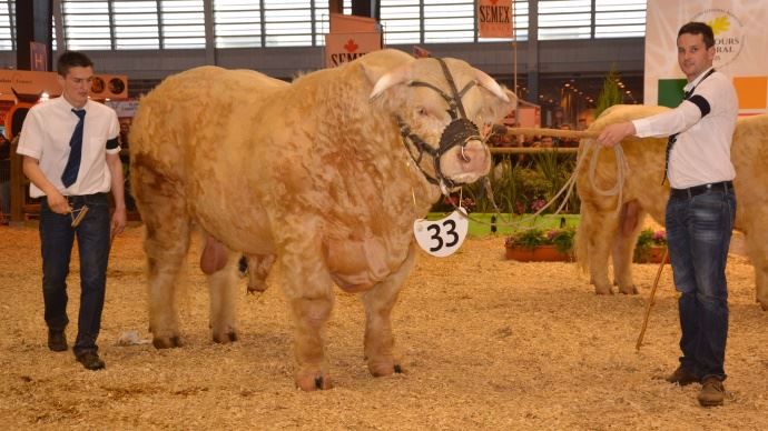 Ibra Mic (Gouverneur x Bresiliene) du Gaec Micaud (03)