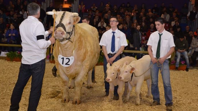 Gascogne (Achille x Alsace) et ses jumeaux au Gaec Micaud de l'allier (03)