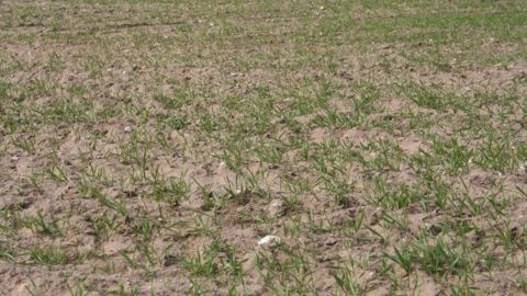 La toxicité induite par la localisation d’engrais azoté au semis a été mesurée lors de cinq essais Arvalis – Institut du végétal conduits sur orge de printemps. (©Terre-net Média)