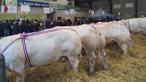 Barre des championnes à Boussac. (©Acti-Ouest) Barre des championnes à Boussac. (©Acti-Ouest)