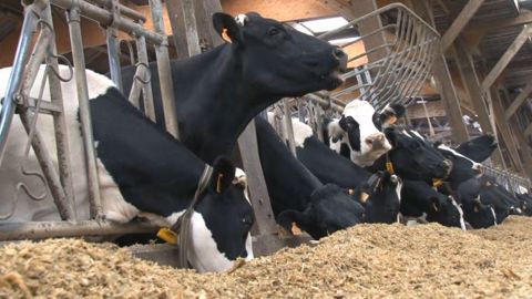 La méthode Agdar permet de raisonner le fractionnement de l'alimentation du troupeau. (©Terre-net Média) La méthode Agdar permet de raisonner le fractionnement de l'alimentation du troupeau. (©Terre-net Média)