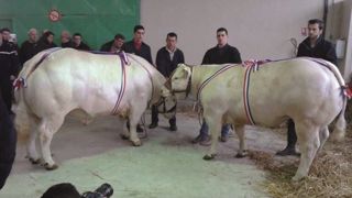 Michel Genin a remporté le championnat charolais des trois concours de <a href="http://www.web-agri.fr/conduite-elevage/genetique-race/article/a-saint-pourcain-sur-sioule-un-premier-concours-sous-la-banniere-fncab-1175-117246.html" target="_blank">St Pourçain</a>, <a href="http://www.web-agri.fr/conduite-elevage/genetique-race/article/forte-affluence-pour-le-concours-de-jaligny-sur-besbre-1175-117815.html" target="_self">Jaligny-sur-Besbre</a> et Varennes sur Allier. (©Ac Michel Genin a remporté le championnat charolais des trois concours de <a href="http://www.web-agri.fr/conduite-elevage/genetique-race/article/a-saint-pourcain-sur-sioule-un-premier-concours-sous-la-banniere-fncab-1175-117246.html" target="_blank">St Pourçain</a>, <a href="http://www.web-agri.fr/conduite-elevage/genetique-race/article/forte-affluence-pour-le-concours-de-jaligny-sur-besbre-1175-117815.html" target="_self">Jaligny-sur-Besbre</a> et Varennes sur Allier. (©Ac