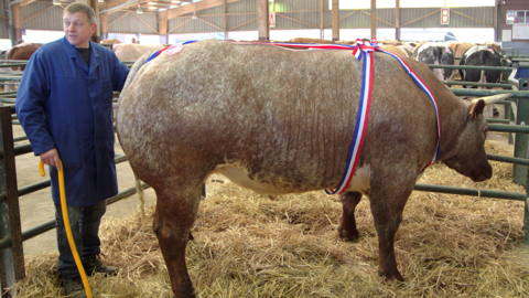 Meilleur bœuf du concours appartenant à l'EARL Jean François Portmann (Neaufles-Auvergny). (©Acti-Ouest) Meilleur bœuf du concours appartenant à l'EARL Jean François Portmann (Neaufles-Auvergny). (©Acti-Ouest)