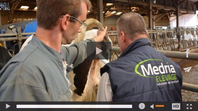 Essai Medria de détection des vêlages sur vaches laitières