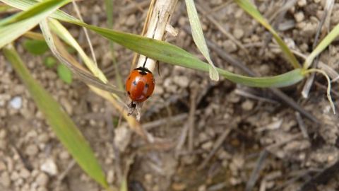 Le biocontrôle est encore perçu comme une solution complémentaire aux traitements phytopharmaceutiques (©Terre-net Média) Le biocontrôle est encore perçu comme une solution complémentaire aux traitements phytopharmaceutiques (©Terre-net Média)