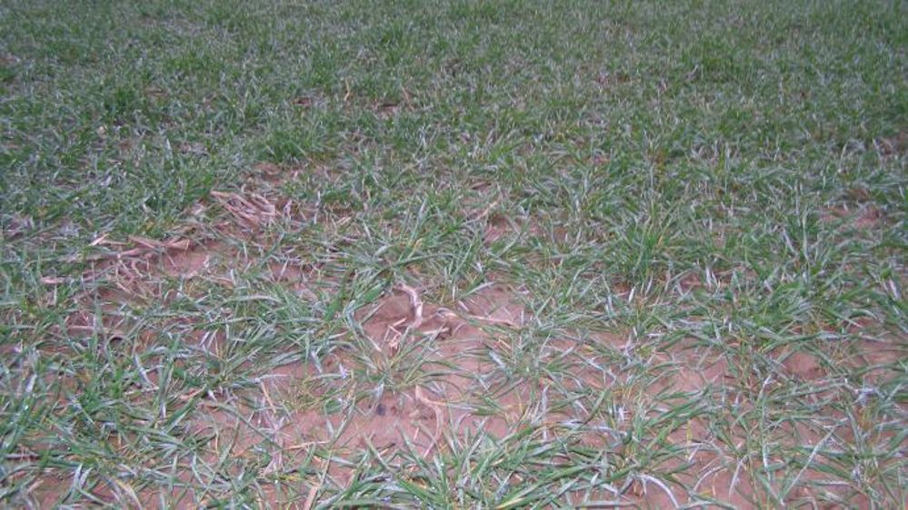 Les premières conditions de cultures de l’USDA seront publiées le 4 avril. Elles permettront de savoir si le blé a été endommagé par le gel. (©Terre-net Média)