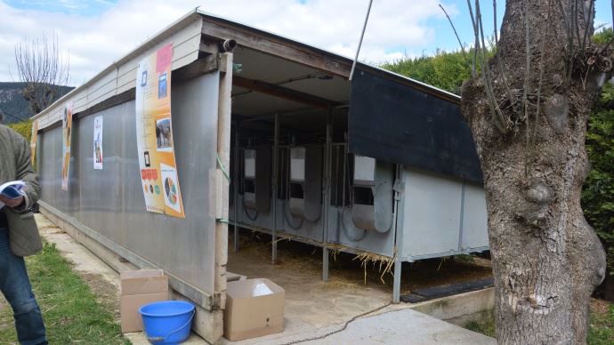 Cases à veaux