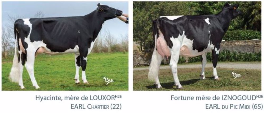 Louxor H2E : un fil d'Iznogoud sur Hyacinthe. (©Evolution)