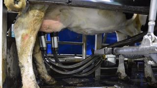 Outre une plus difficile maîtrise de la qualité du lait, un robot engendre des coûts supérieurs à une traite manuelle, selon les données de l'Institut de l'élevage et du réseau France conseil élevage. (©Terre-net Média) Outre une plus difficile maîtrise de la qualité du lait, un robot engendre des coûts supérieurs à une traite manuelle, selon les données de l'Institut de l'élevage et du réseau France conseil élevage. (©Terre-net Média)