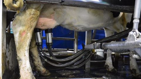 Outre une plus difficile maîtrise de la qualité du lait, un robot engendre des coûts supérieurs à une traite manuelle, selon les données de l'Institut de l'élevage et du réseau France conseil élevage. (©Terre-net Média) Outre une plus difficile maîtrise de la qualité du lait, un robot engendre des coûts supérieurs à une traite manuelle, selon les données de l'Institut de l'élevage et du réseau France conseil élevage. (©Terre-net Média)