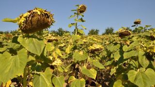 Le tournesol est une culture peu exigeante en intrants et traitements phytosanitaires qui valorise tous types de sol. Les rendements sont de l'ordre de 24 q/ha en graines et environ 8,5 tMS/ha en ensilage. (©Terre-net Média) Le tournesol est une culture peu exigeante en intrants et traitements phytosanitaires qui valorise tous types de sol. Les rendements sont de l'ordre de 24 q/ha en graines et environ 8,5 tMS/ha en ensilage. (©Terre-net Média)