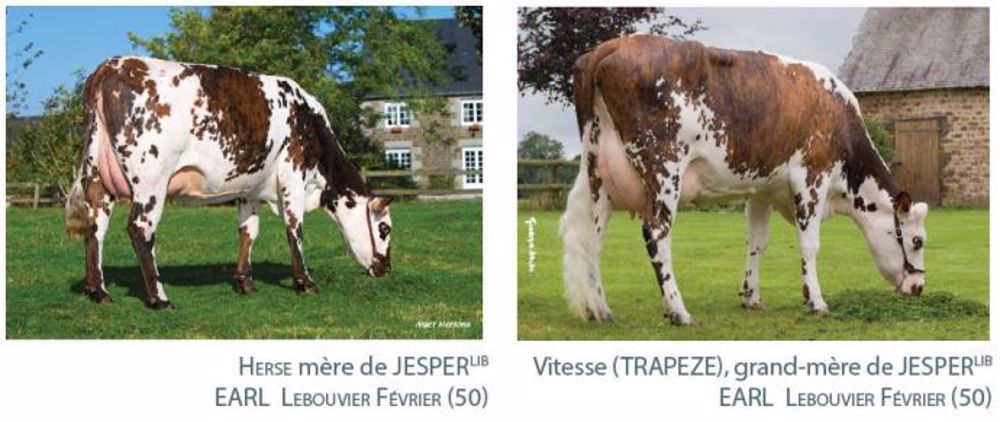 Le taureau normand Jesper est un fils de Casper Isy sur une mère Aubray, à l'Earl Lebouvier Fevrier dans la Manche. (©Evolution/Soldi/Meekma)