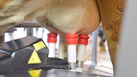 Le robot de traite Lely Astronaut A4 propose une version Start-up. (©Lely) Le robot de traite Lely Astronaut A4 propose une version Start-up. (©Lely)