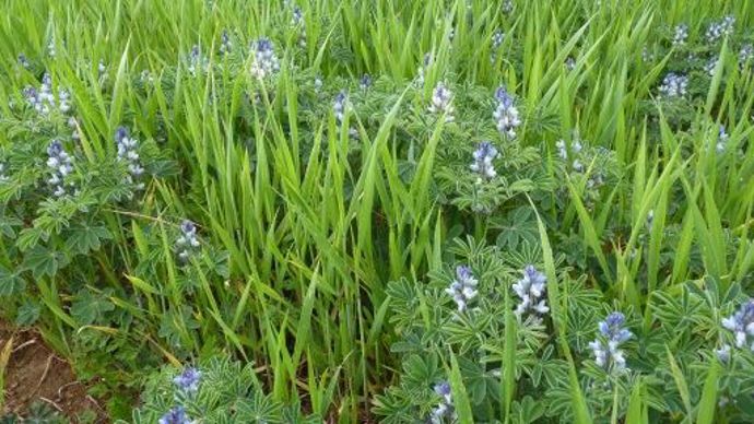 Une parcelle de mélange lupin d'hiver-triticale