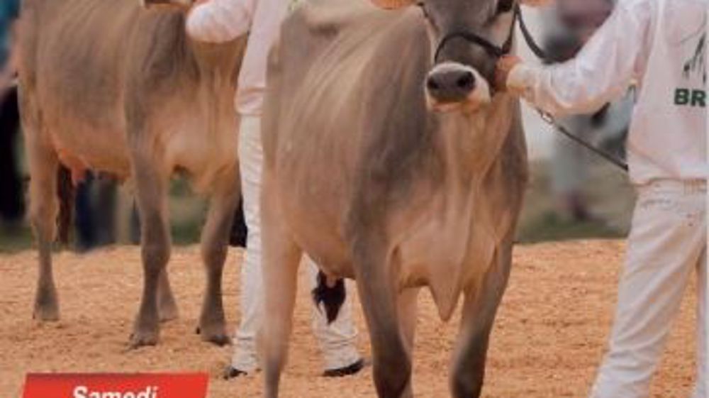 Affiche journées chatillonnaise 4 et 5 juin 2016.
