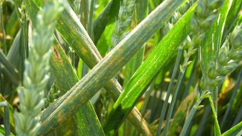 Une parcelle de blé atteinte par la rouille brune (©Terre-net Média)