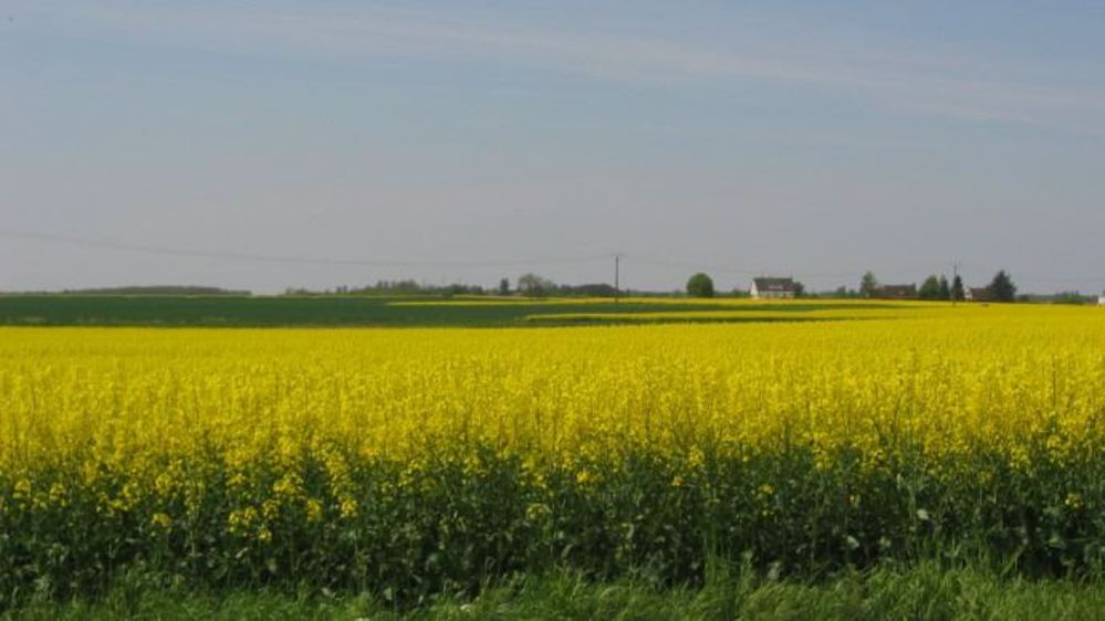 Les estimations de rendement de colza ont été revues à la hausse à 3,35 t/ha. (© Terre-net Média)<span style="font-size: 14px; line-height: 1.5em; text-align: justify; color: #000000;"> 