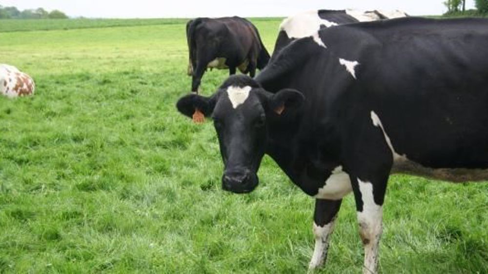 L'Irlande a désormais le prix du lait payé à ses producteurs le plus bas parmi les principaux pays producteurs. (©Terre-net Média)