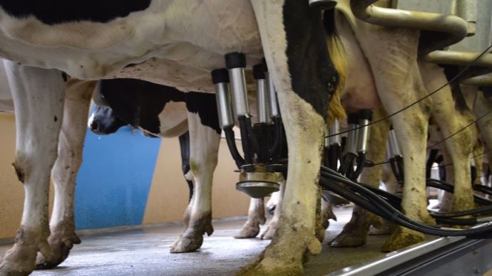 Vaches laitières 
