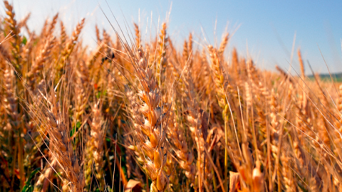 Une parcelle de blé en Hongrie traitée avec les solutions Alltech Crop Science. (©Alltech) Une parcelle de blé en Hongrie traitée avec les solutions Alltech Crop Science. (©Alltech)