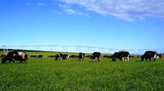 En Nouvelle-Zélande, le prix des terres laitières diminue de jour en jour... une aubaine pour les investisseurs chinois ! (©Terre-net Média) En Nouvelle-Zélande, le prix des terres laitières diminue de jour en jour... une aubaine pour les investisseurs chinois ! (©Terre-net Média)