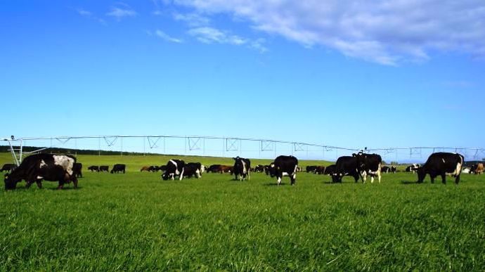 Vaches laitières nouvelle zelande