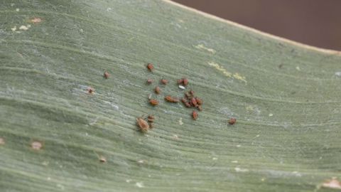 <em>Sitobion avenae</em> peut coloniser avant l’épiaison les feuilles des blés <em></em> (©Watier Visuels)