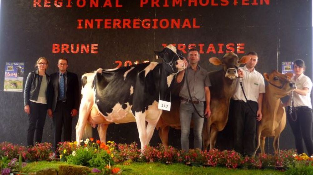 Les grandes championnes de Lessay 2016 : Twin Uzelli à Pascal Leclerc (50), LBB Genial à la SCL LB Boisvallée (49), et Flash à l'Earl La Limonière (49). (©Delalande /CA50)