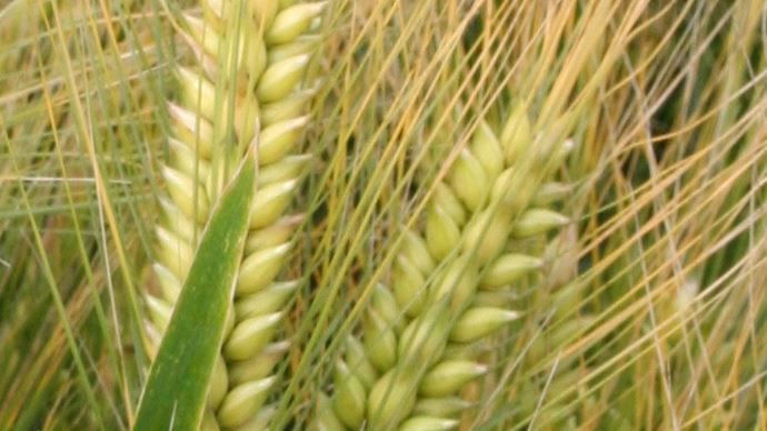 La totalité des orges d'hiver sont déjà au stade épiaison.