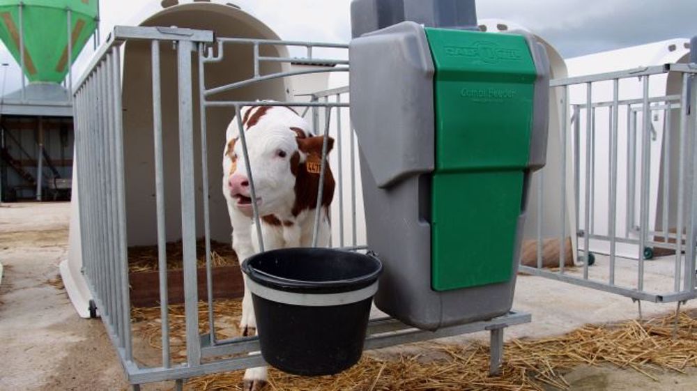 Distribuer du "lait à cellules" aux veaux ne peut pas leur être bénéfique, mais cela ne semble pas être un facteur majeur dans le développement des mammites chez les futures génisses. (©Terre-net Média) 