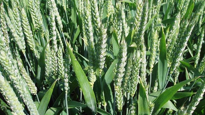 Les cultures de blé atteignent le stade floraison dans de plus en plus de départements.