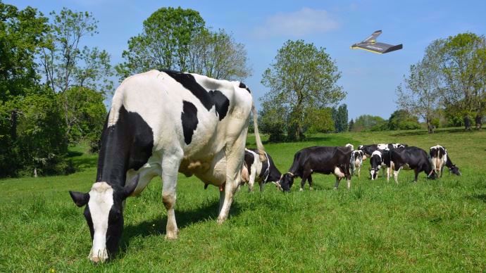 Drone vaches laitières