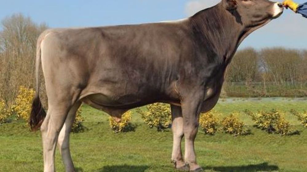 Jeroboam (Hulk x Payssli x Nesta) un spécialiste en Repro et Mamelle disponible en sexé ! (©BGS)