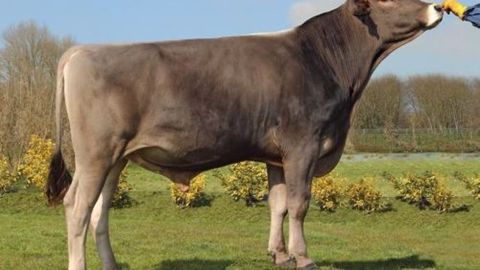 Jeroboam (Hulk x Payssli x Nesta) un spécialiste en Repro et Mamelle disponible en sexé ! (©BGS) Jeroboam (Hulk x Payssli x Nesta) un spécialiste en Repro et Mamelle disponible en sexé ! (©BGS)