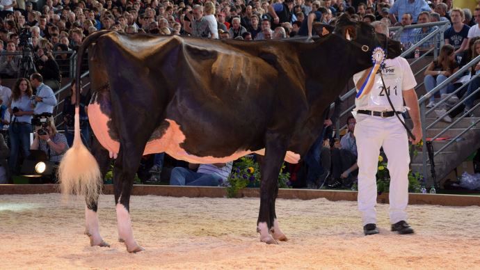 C10  N°211 La morbihannaise Héline (Chelios) se place 1ère de sa section, puis Markus Mock la choisit comme championne jeune ! Découvrez le portrait de son jeune éleveur Clément Rabin (56) au matin du concours.