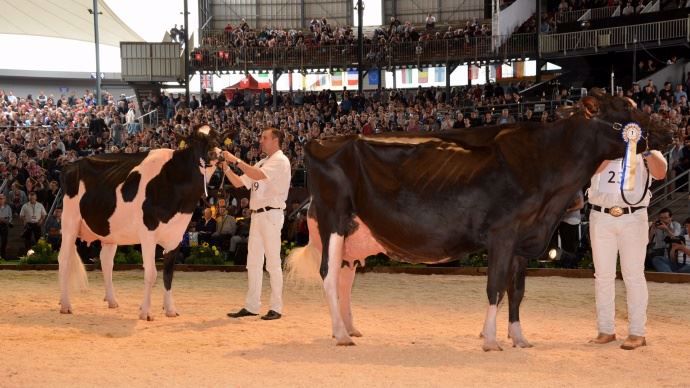 C11 N°230 Caserni Alexander Epica, venue d’Italie à Errera Holsteins & Eredi Caserni.