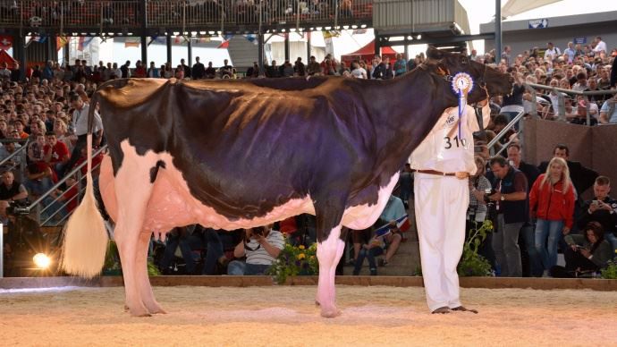 C14 N°310, ASHLYN-VRAY Goldwyn : en 6ème veau, la plus veille noire à Colmar. Née en 2005 au Gaec Vray Holstein (44), Ashlyn-Vray appartient à Ponderosa Holstein en Espagne. Première vaches d'Espagne à être pointée EX-96 !