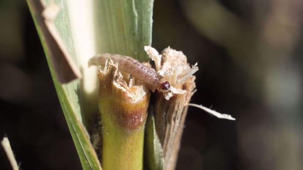 Les larves de pyrale causent des dégâts pendant la floraison, période pour laquelle tout stress est fortement préjudiciable. (©Watier Visuel)