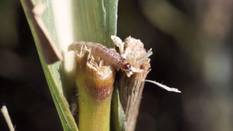 Les larves de pyrale causent des dégâts pendant la floraison, période pour laquelle tout stress est fortement préjudiciable. (©Watier Visuel) Les larves de pyrale causent des dégâts pendant la floraison, période pour laquelle tout stress est fortement préjudiciable. (©Watier Visuel)