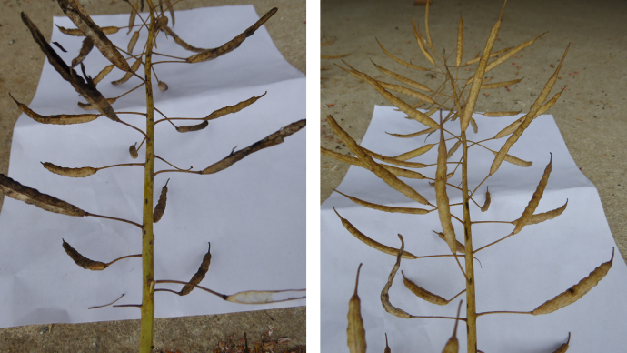 Comparaison entre colza malade et colza sain cette année