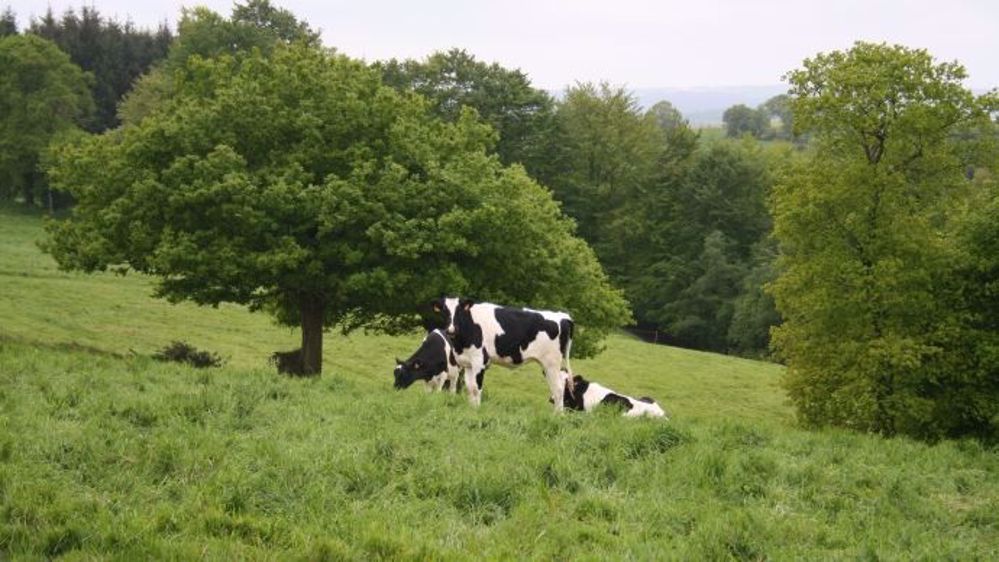 Retrouvez tous les prix du foncier agricole 2015 en Normandie. (©Terre-net Média)