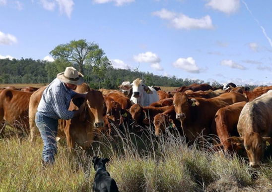 Elevage de bovins viande en australie