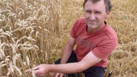Jean-Michel Meunier a récolté 26 ha de blé biscuitier près de Poitiers (©Terre-net Média) Jean-Michel Meunier a récolté 26 ha de blé biscuitier près de Poitiers (©Terre-net Média)