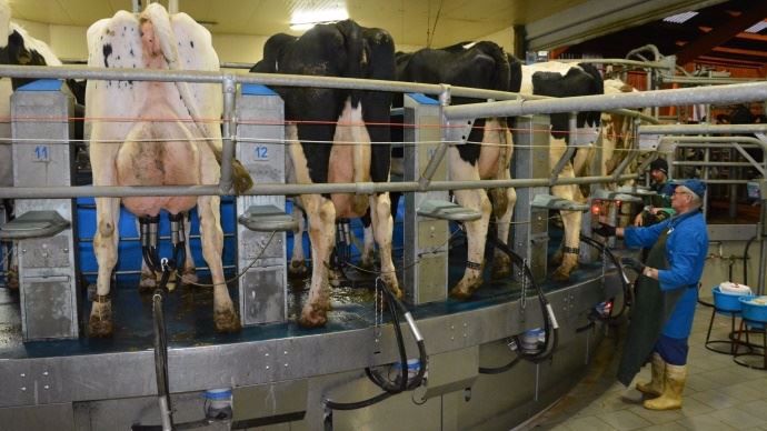 Au Gaec de Wittelsheim, 200 à 250 vaches sont traites avec un roto extérieur de 36 postes.