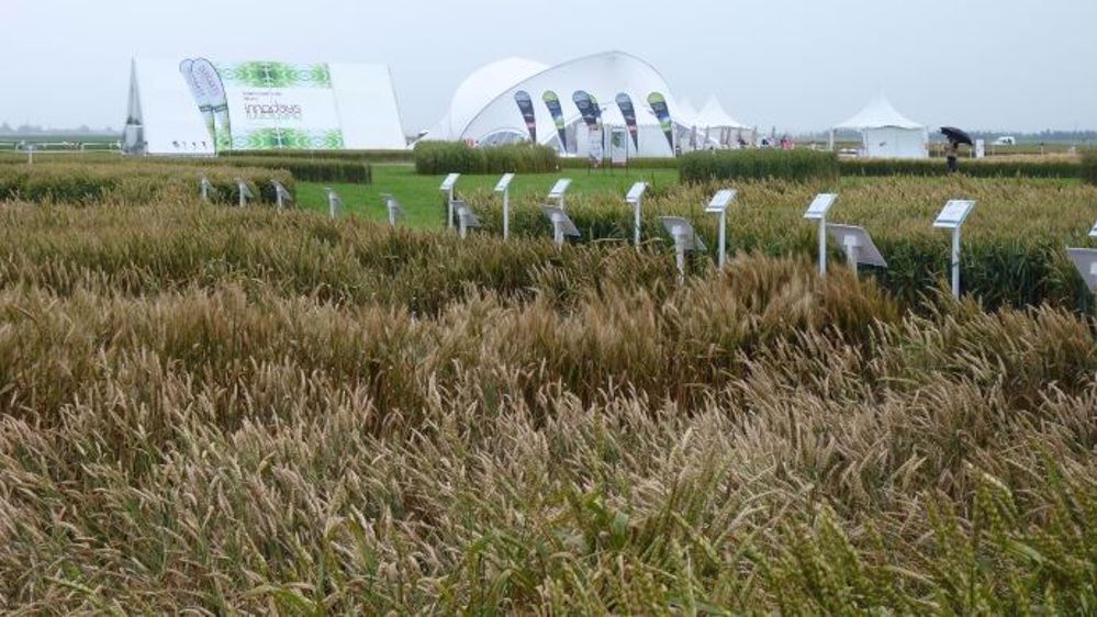 Les essais avec le Solatenol sur céréales à paille ont été présentés lors des Innodays 2016 (©Terre-net Média)