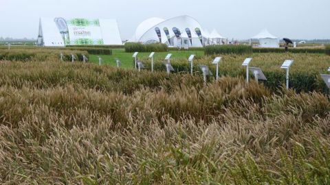 Les essais avec le Solatenol sur céréales à paille ont été présentés lors des Innodays 2016 (©Terre-net Média) Les essais avec le Solatenol sur céréales à paille ont été présentés lors des Innodays 2016 (©Terre-net Média)