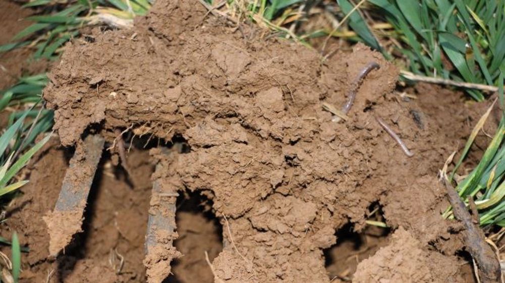 Le stockage du carbone est favorisé par le travail simplifié du sol surtout dans les climats secs (©Terre-net Média)